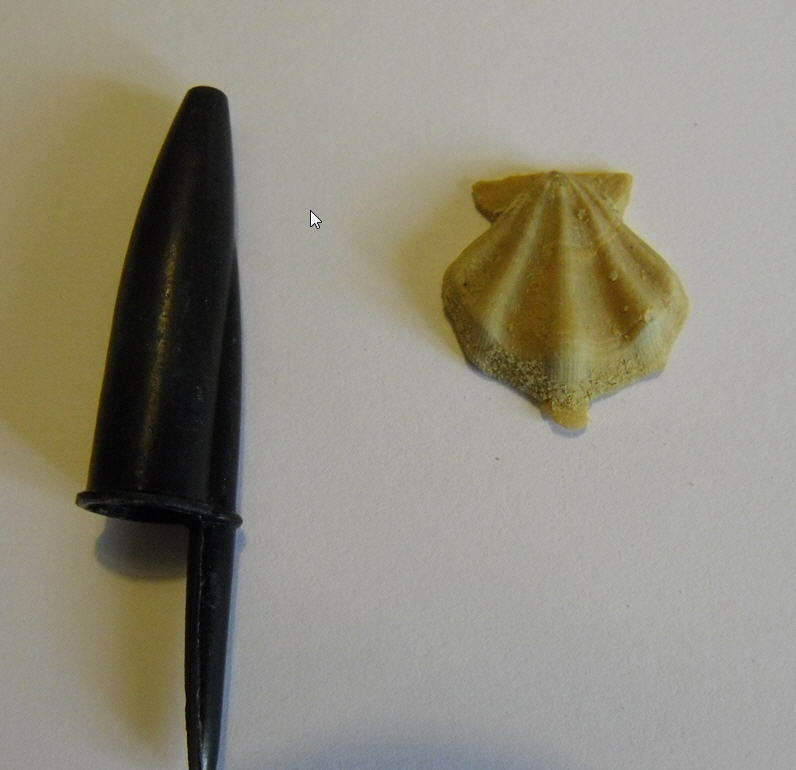 Chlamys flexuosa (Poli, 1795)   Pleistocene - Palermo